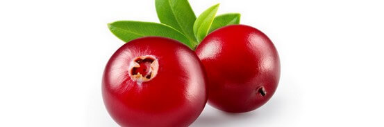 Le macérat de bourgeons d'Airelle